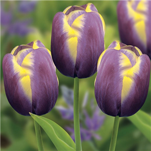 Tulip (Border) 'Arabian Beauty' Loose Per 10 Bulbs